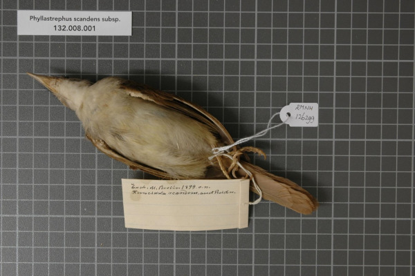 Eastern Olive Sunbird
