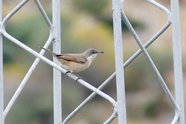 Eastern Orphean Warbler