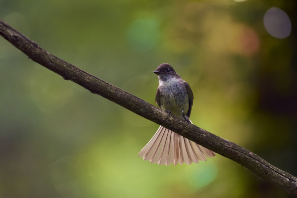 Eastern Phoebe