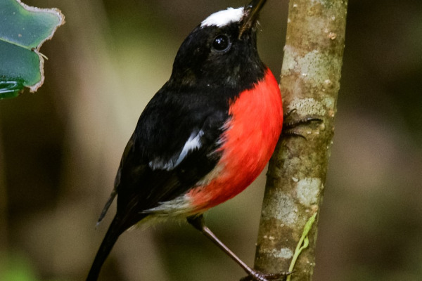 Eastern Robin