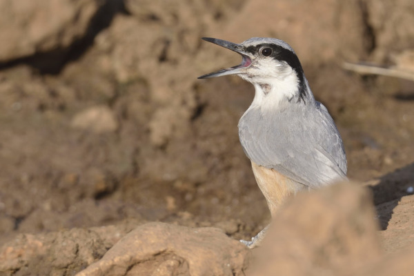Eastern Rock Nuthatch