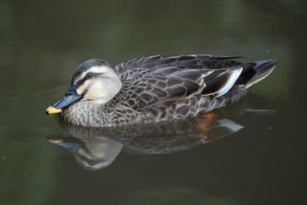 Eastern Spot-billed Duck