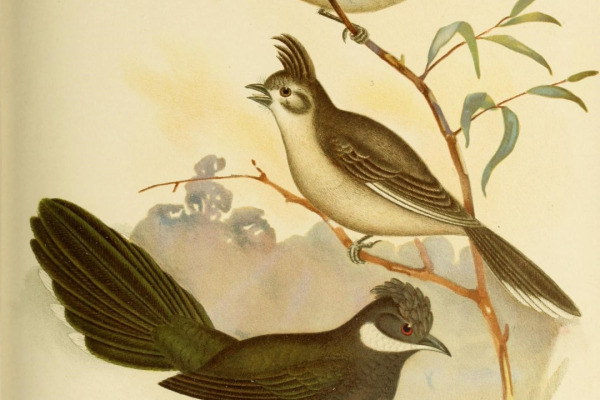 Eastern Whipbird