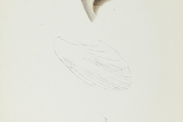 Eastern Whipbird