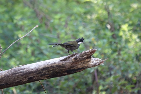 Eastern Whipbird