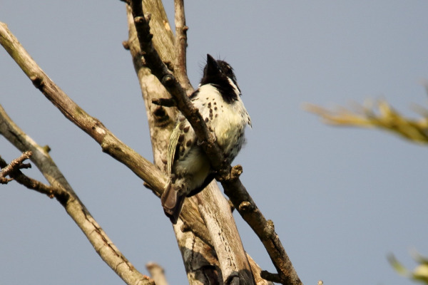 Eastern Yellow-bellied Barbet