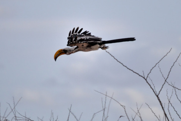 Eastern Yellow-billed Hornbill