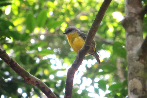 Eastern Yellow Robin