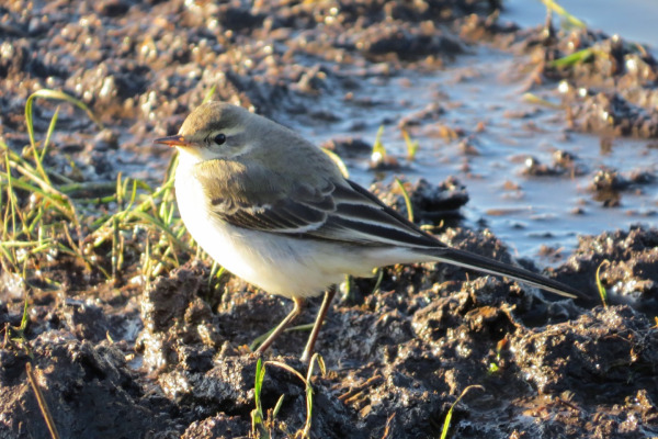 Eastern Yellow Wagtail