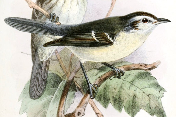 Ecuadorian Antpitta