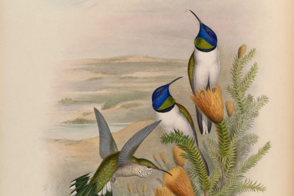 Ecuadorian Hillstar