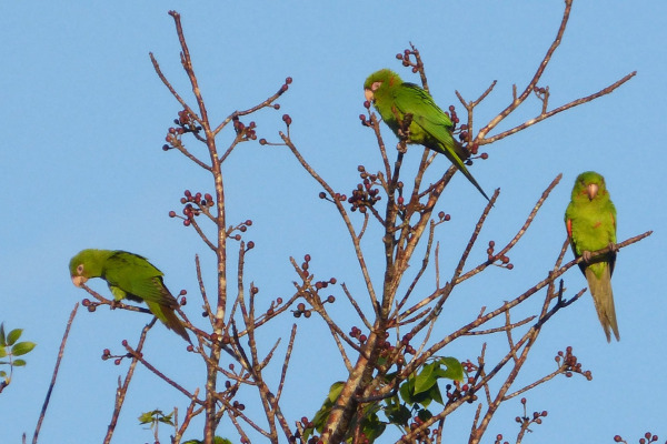 Ecuadorian Parakeet