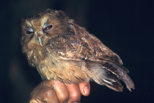 Ecuadorian Screech Owl