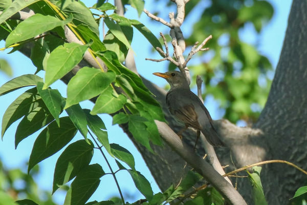 Ecuadorian Thrush