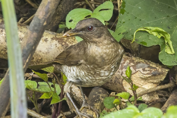 Ecuadorian Thrush