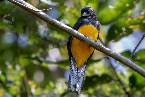Ecuadorian Trogon
