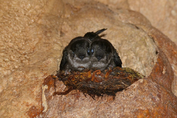 Edible-nest swiftlet