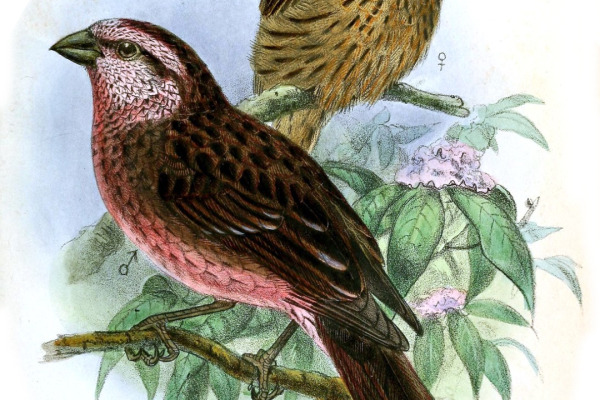 Edward's Rosefinch