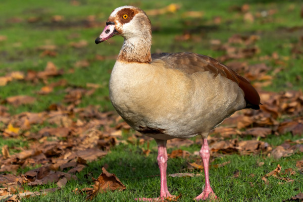 Egyptian Goose