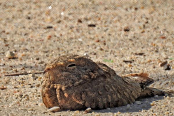 Egyptian Nightjar