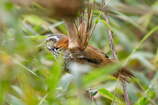 Eisenmann's Wren