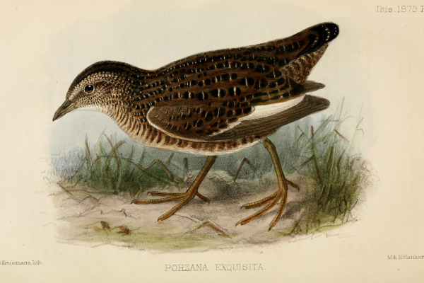 Elegant Crake