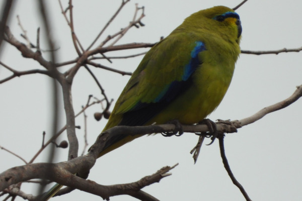 Elegant Parrot