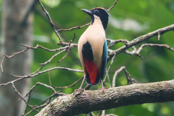 Elegant Pitta