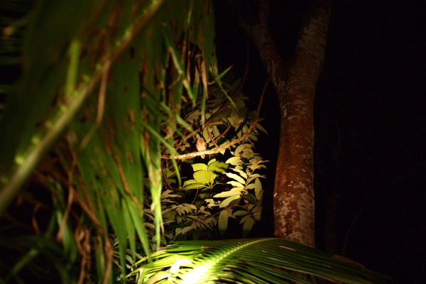 Elegant Scops Owl