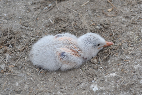 Elegant Tern