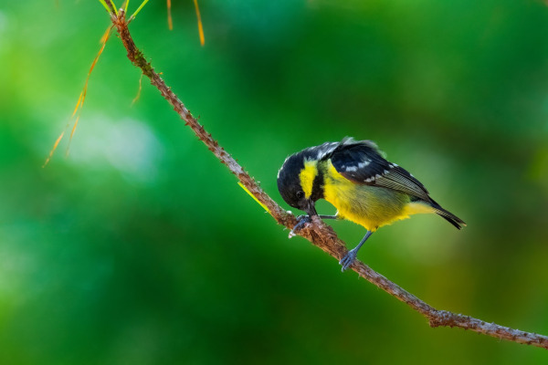 Elegant Tit