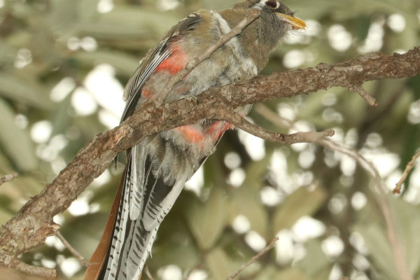 Elegant Trogon