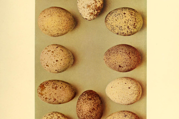 Eleonora's Falcon