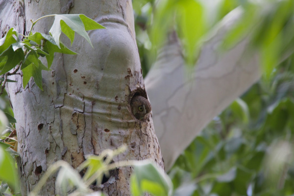 Elf Owl