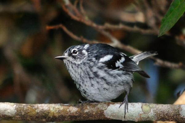 Elfin-woods Warbler