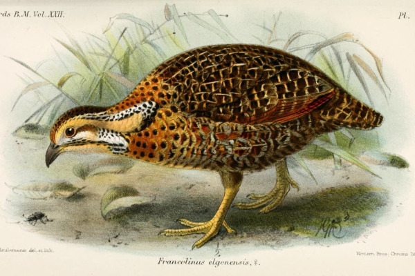 Elgon Francolin