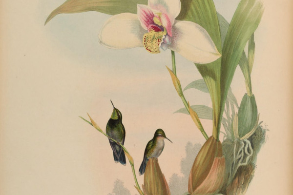 Emerald-chinned Hummingbird