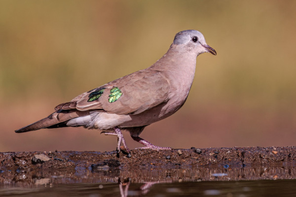 Emerald-spotted Wood Dove