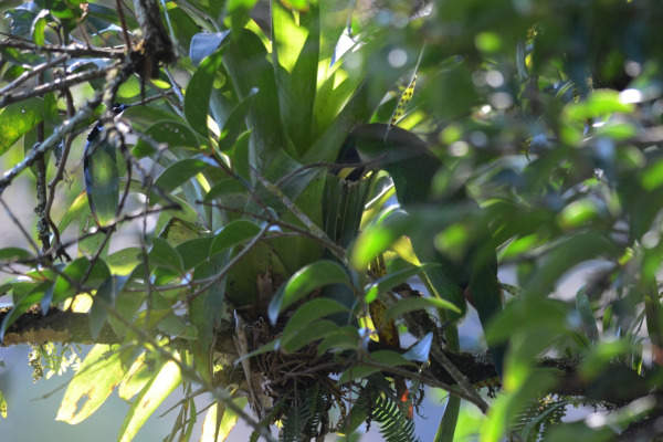 Emerald Toucanet