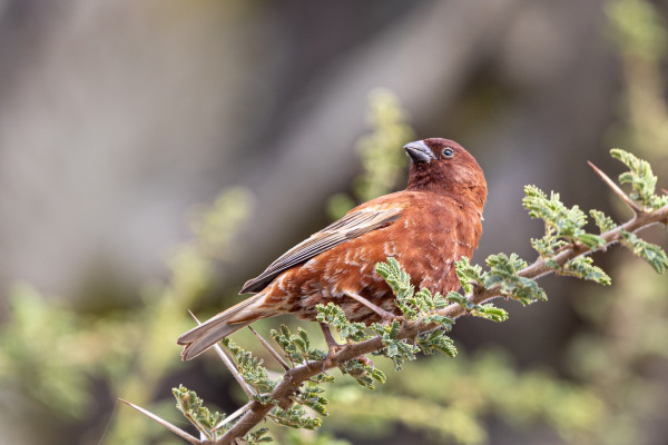 Emin's Sparrow