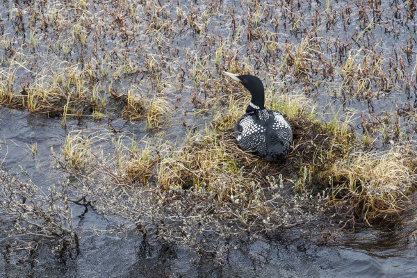 Emperor Goose