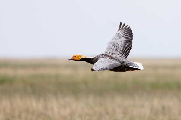 Emperor Goose