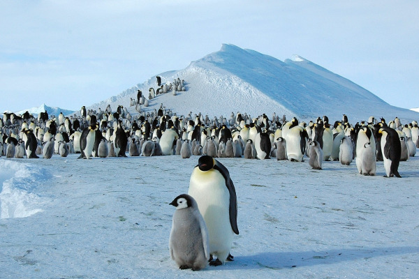 Emperor Penguin