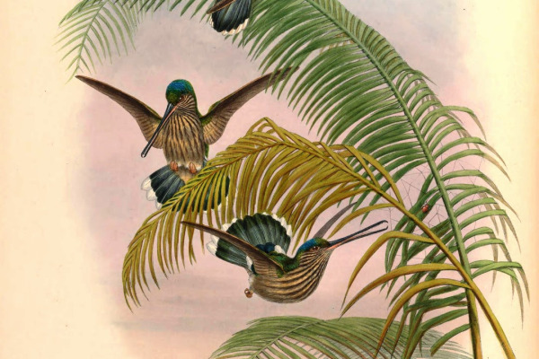Equatorial Androdon