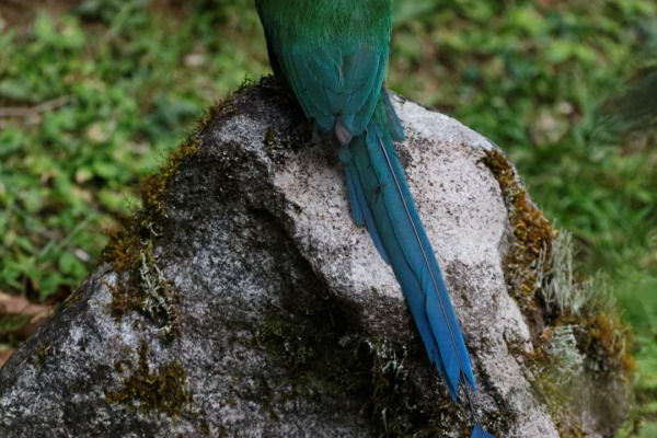 Equatorial Motmot