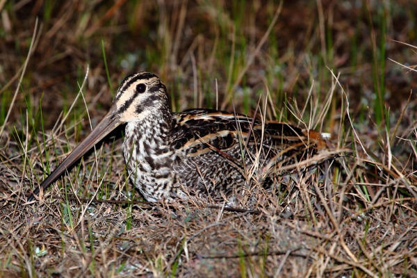 Ethiopian Snipe