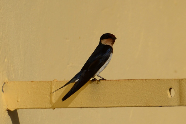 Ethiopian Swallow