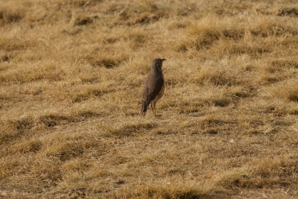 Ethiopian Thrush