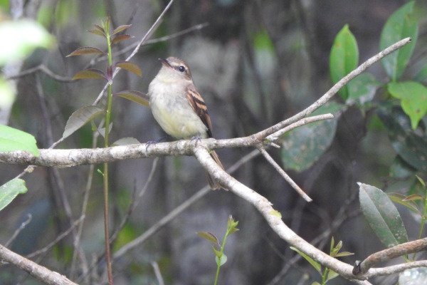 Euler's flycatcher