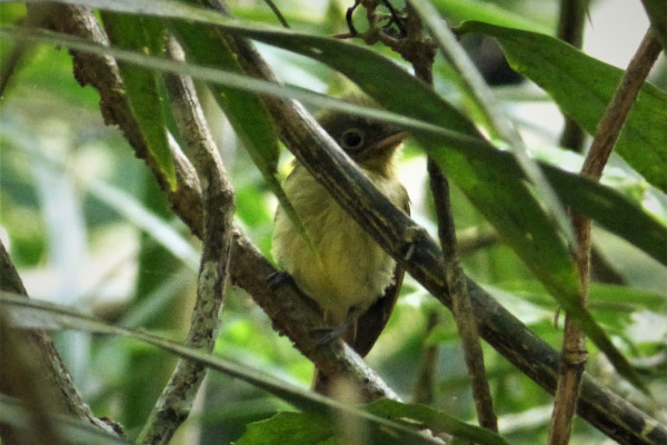 Euler's Flycatcher